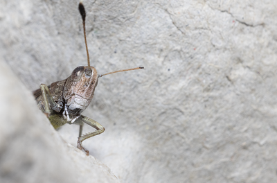 Other insects and spiders