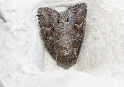 Moths in Sweden
