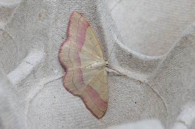 Moths in Sweden