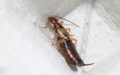 Other insects and spiders