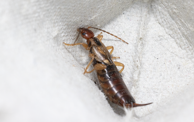 Other insects and spiders