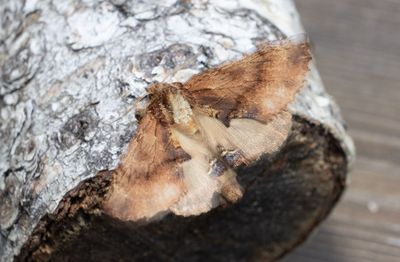 Moths in Sweden