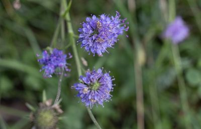 Wild flowers and berries in Sweden