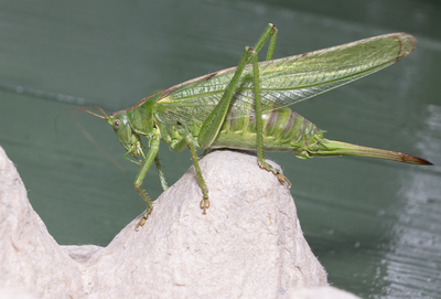 Other insects and spiders
