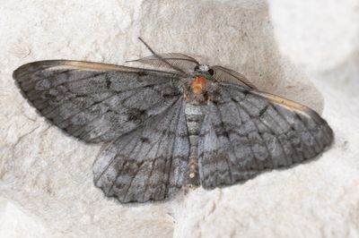 Moths in Sweden