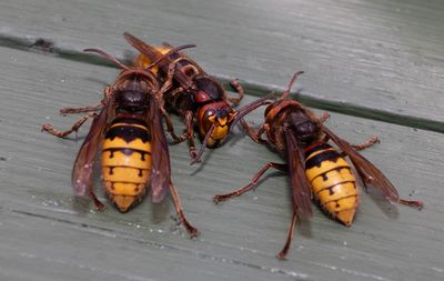 Other insects and spiders