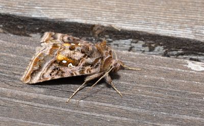 Moths in Sweden