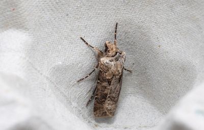 Moths in Sweden