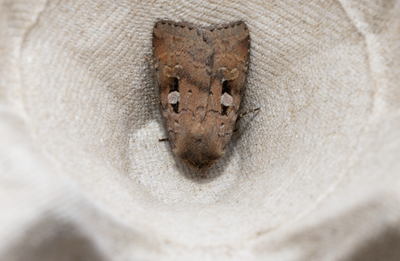 Moths in Sweden