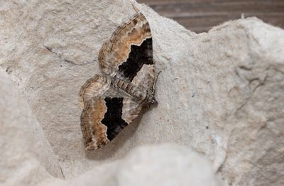 Moths in Sweden