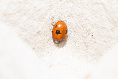 Other insects and spiders