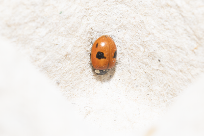 Other insects and spiders