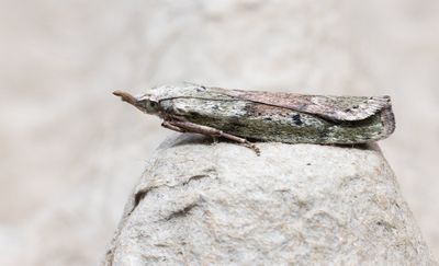 Moths in Sweden