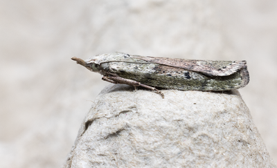 Moths in Sweden
