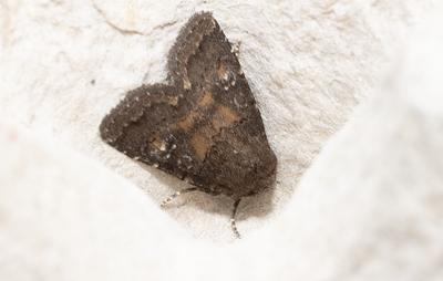 Moths in Sweden