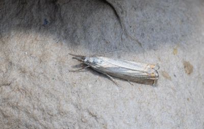 Moths in Sweden