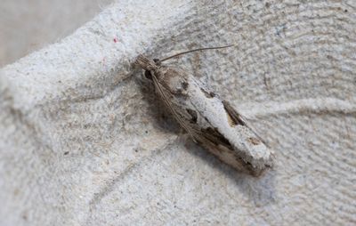Moths in Sweden