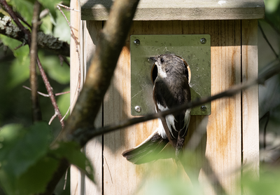 Latest bird pictures