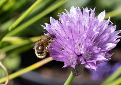 Other insects and spiders