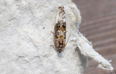 Moths in Sweden