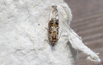 Moths in Sweden