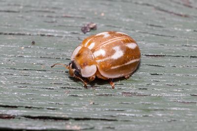 Other insects and spiders