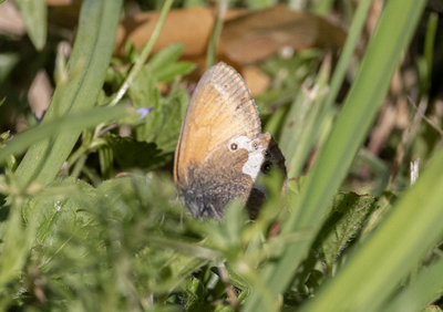 Butterflies in Sweden