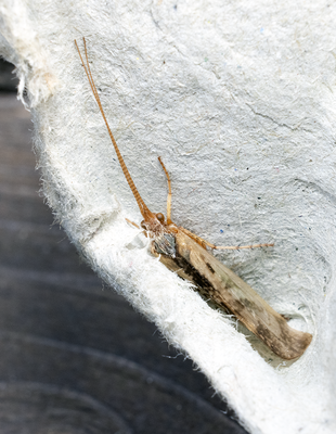 Other insects and spiders
