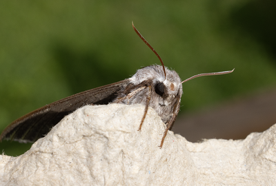 Moths in Sweden