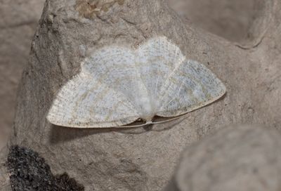 Moths in Sweden