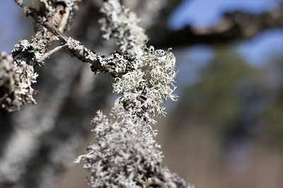 Mosses and lichens in Sweden