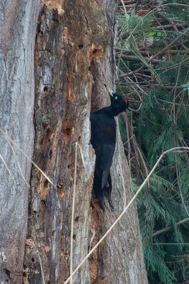 Black woodpecker (Dryocopus martius)
