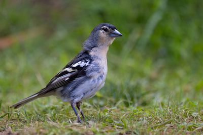 Fringillidae - Finches
