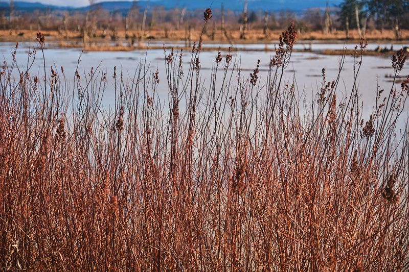 Wiley Slough
