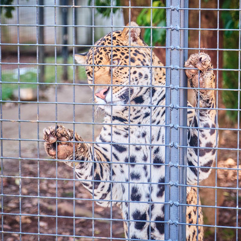 Great Cats World Park