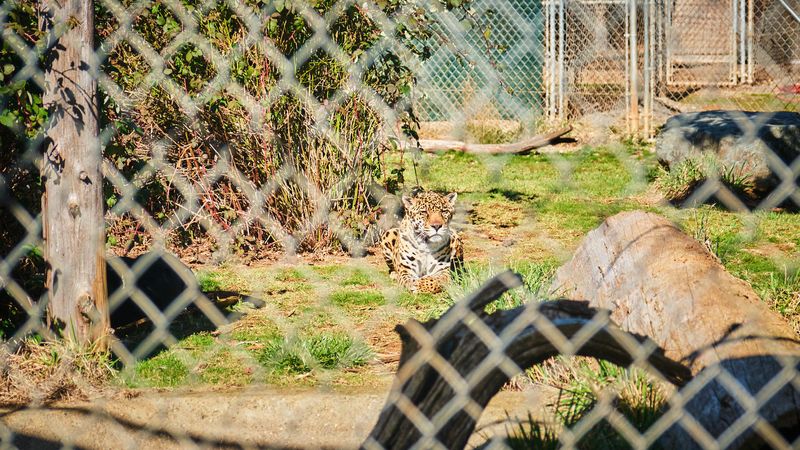 Great Cats World Park