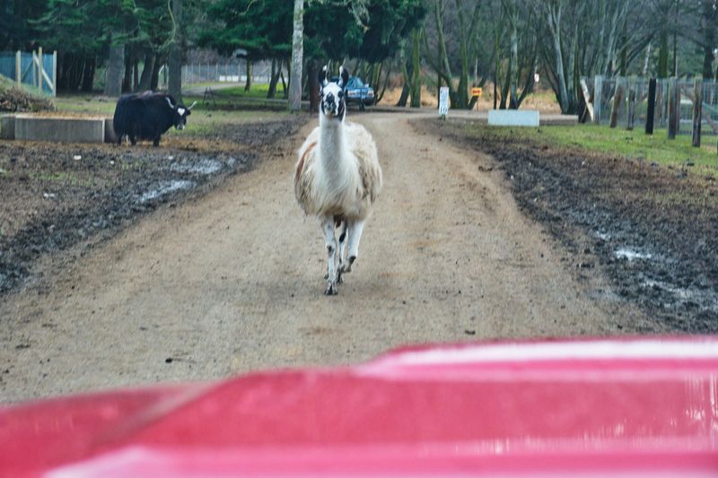 Olympic Game Farm