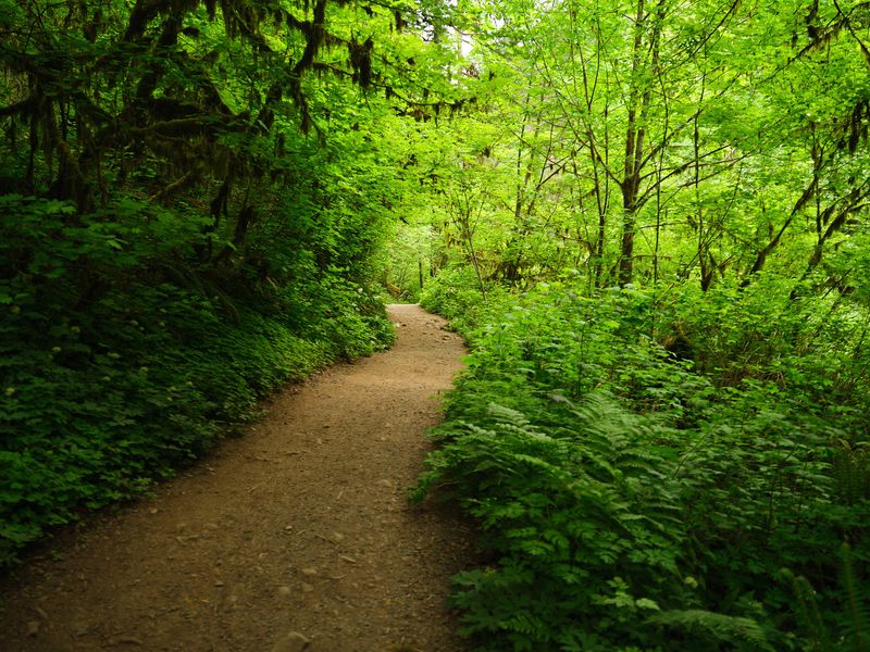 Silver Falls - Trail of Ten Falls
