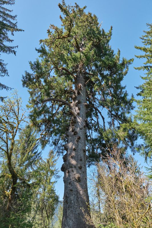 Quinalt Giant Sitka Spruce