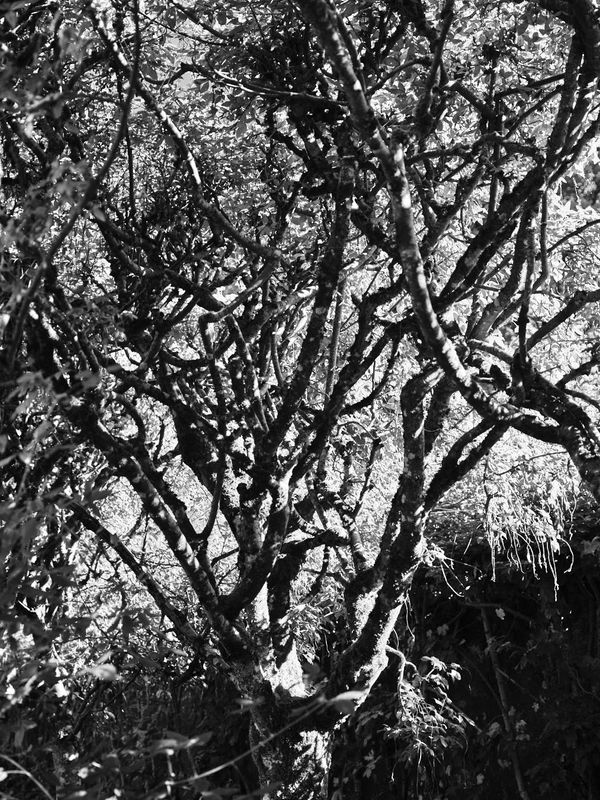 Cawdor Castle and Gardens