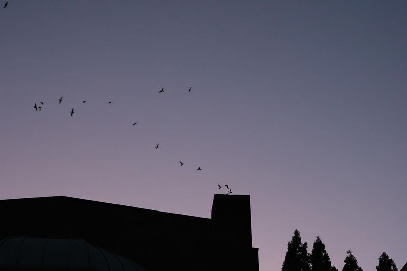 Vauxs Swifts at Chapman School