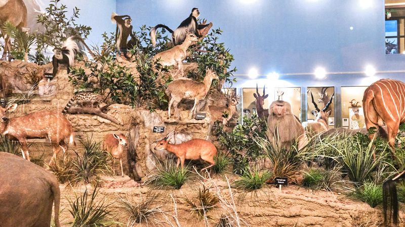 Lasting Legacy Wildlife Museum