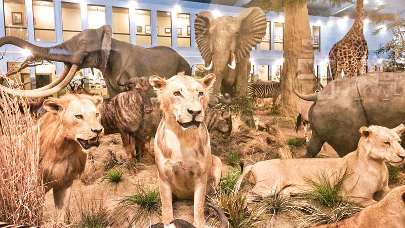 Lasting Legacy Wildlife Museum