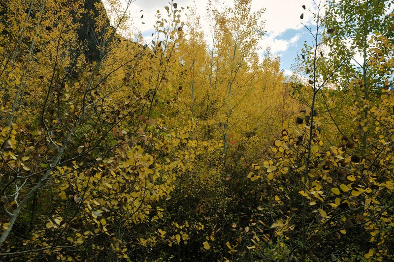 Tieton River Nature Trail