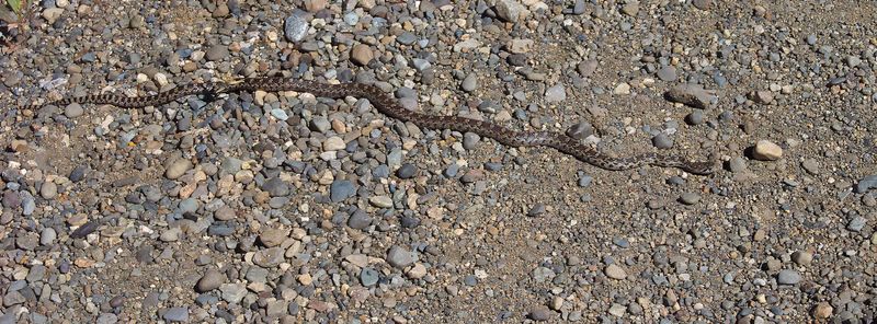 Palouse to Cascades Trail