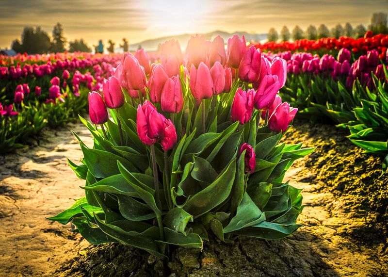 Skagit Valley Tulip Festival