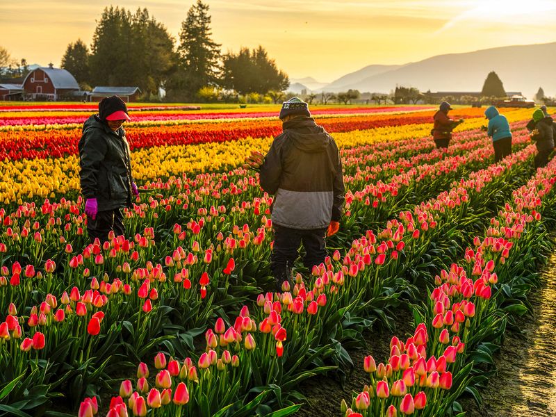Skagit Valley Tulip Festival
