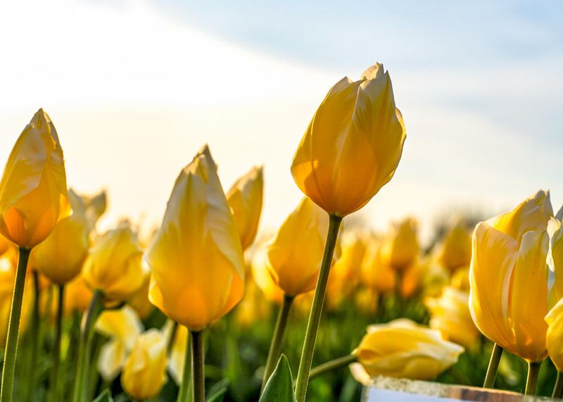 Skagit Valley Tulip Festival