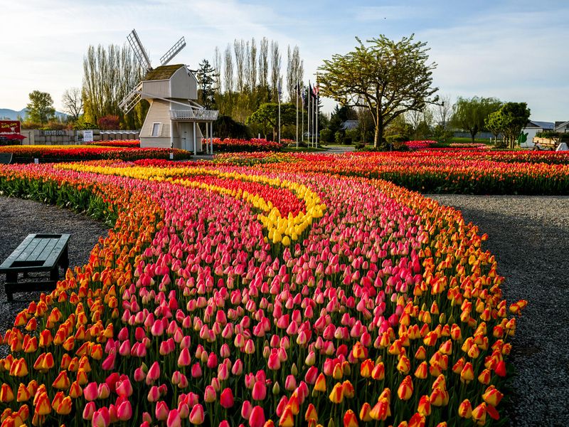 Skagit Valley Tulip Festival