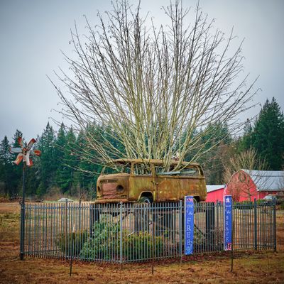 Hippie Bus Tree Shrine
